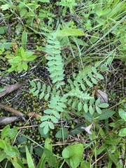 Astragalus tennesseensis