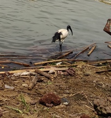 Threskiornis aethiopicus