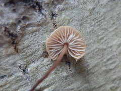 Pseudomarasmius pallidocephalus