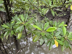 Bruguiera gymnorhiza