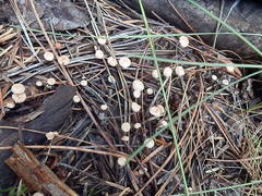 Pseudomarasmius pallidocephalus