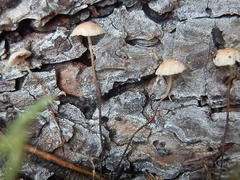 Pseudomarasmius pallidocephalus