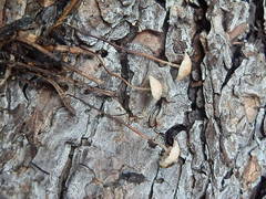 Pseudomarasmius pallidocephalus