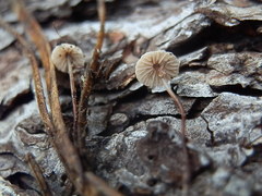 Pseudomarasmius pallidocephalus