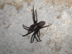 Segestria florentina