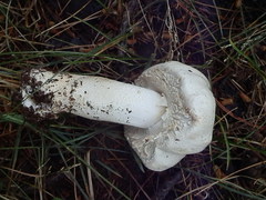 Agaricus gemellatus