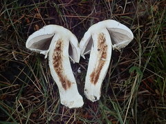 Agaricus gemellatus