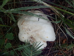 Agaricus gemellatus