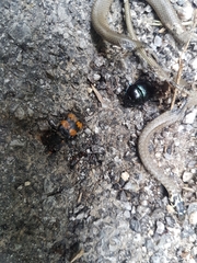 Nicrophorus interruptus