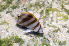 Parachaetodon ocellatus