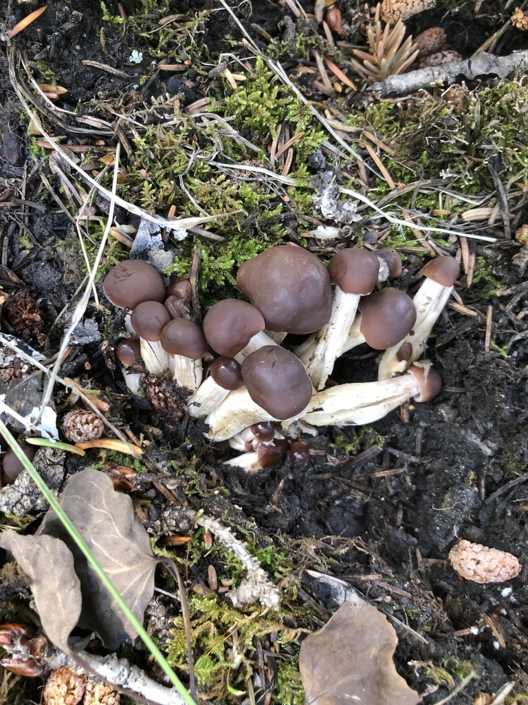 chestnut brittlestem from Apache National Forest, Apache Co., Arizona