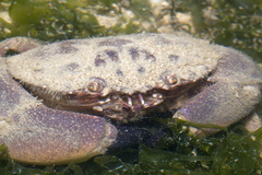 Menippidae