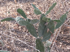Opuntia auberi