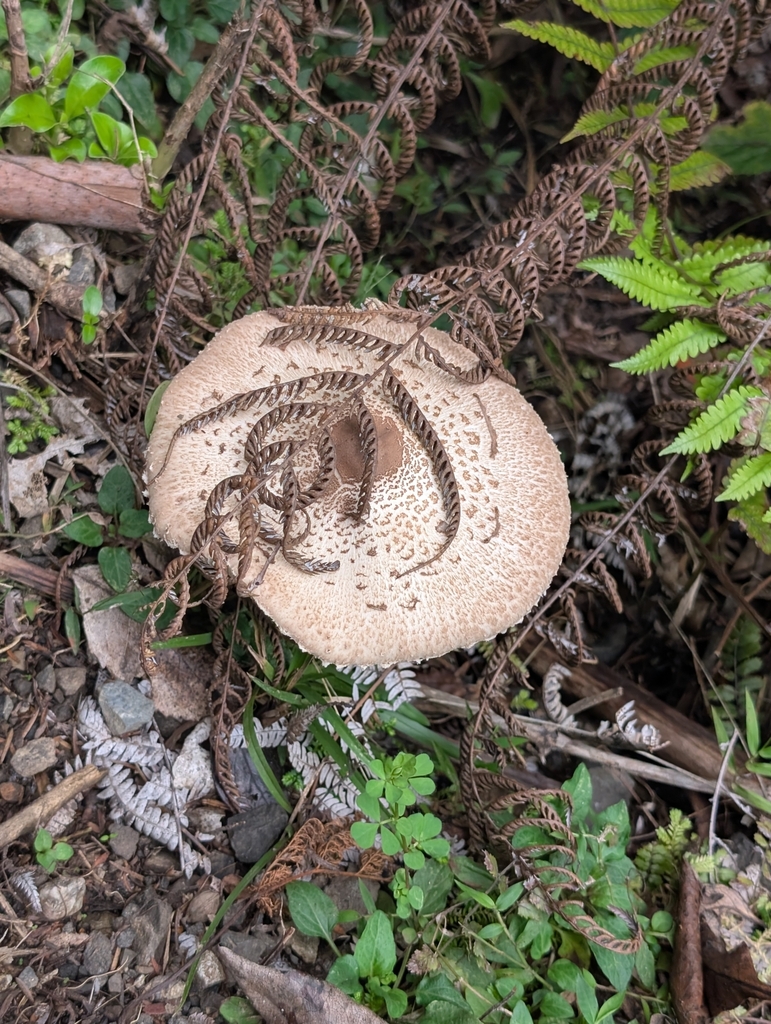 Macrolepiota clelandii · April 2025 · photo: © elliot45 (iNaturalist, cc-by)