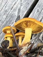 Calocybe naucoria