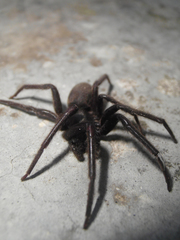 Segestria florentina