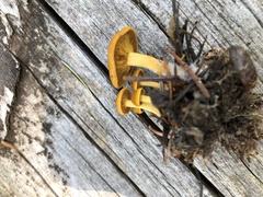 Calocybe naucoria