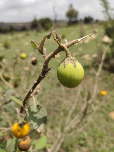 bitter tomato