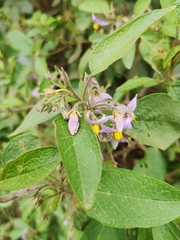Solanum incanum