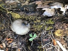 Pluteus americanus