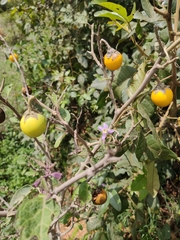 Solanum incanum