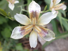 Iris dichotoma