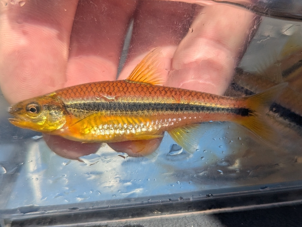Rough Shiner
