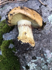 Calonarius elegantiomontanus