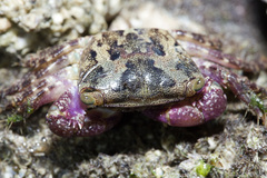 Metopograpsus