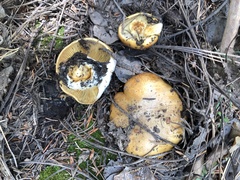 Calonarius elegantiomontanus