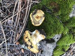 Calonarius elegantiomontanus