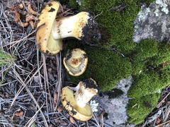 Calonarius elegantiomontanus