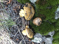 Calonarius elegantiomontanus