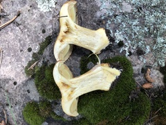 Calonarius elegantiomontanus