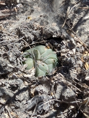 © Aron René Kirchhoff, some rights reserved (CC-BY-NC)