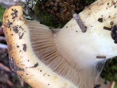 Calonarius elegantiomontanus