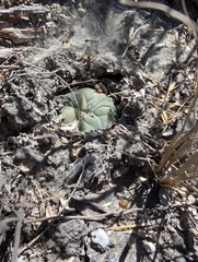 © Aron René Kirchhoff, some rights reserved (CC-BY-NC)