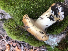 Calonarius elegantiomontanus