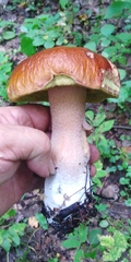 Boletus betulicola