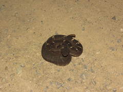 Crotalus cerberus