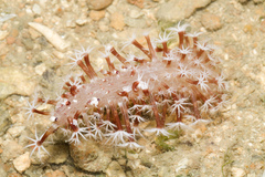 Veretillidae