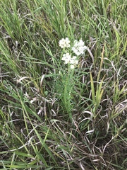 Bifora