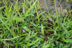 Indigofera dalzellii