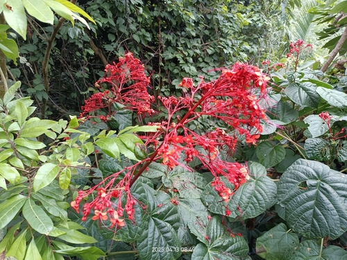 Image of Clerodendrum japonicum by (c) 五色鳥, some rights reserved (CC BY)