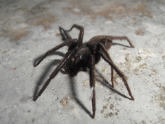 Segestria florentina
