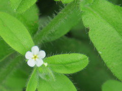 Lithospermum matamorense