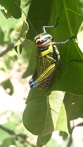 Xestotrachelus robustus