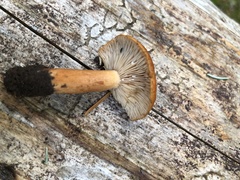 Lactarius luculentus laetus