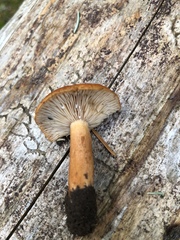 Lactarius luculentus laetus
