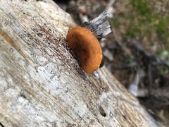 Lactarius luculentus laetus
